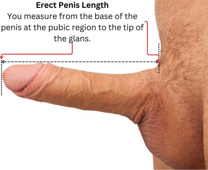 Erect penis measuring from the pubic area to the tip of the glans with an erect penis.