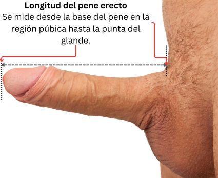 Pene erecto que mide desde la zona púbica hasta la punta del glande.