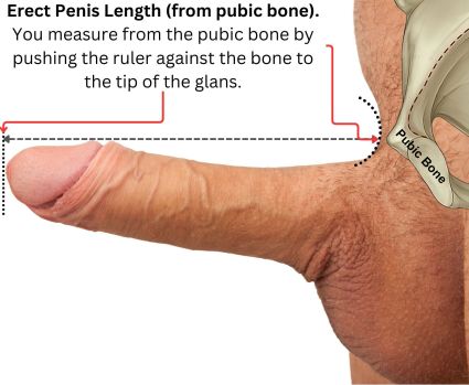Erect penis measuring to the pubic bone by pressing the ruler against the bone.