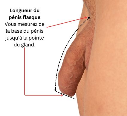 Mesure de la longueur du pénis flasque depuis la zone pubienne jusqu’à l’extrémité du gland.